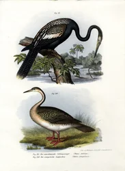 Anhinga, 1864
